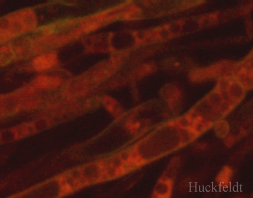 klicken um ein Bild zur&uuml;ck zu kommen