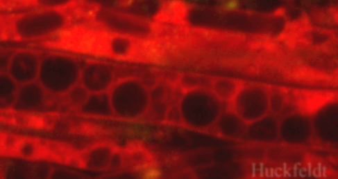 klicken um ein Bild zur&uuml;ck zu kommen