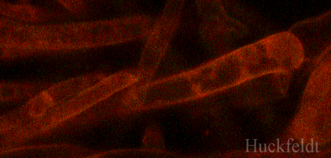 klicken um ein Bild zur&uuml;ck zu kommen