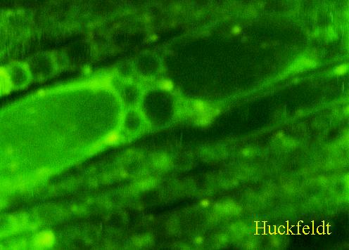 klicken um ein Bild zur&uuml;ck zu kommen