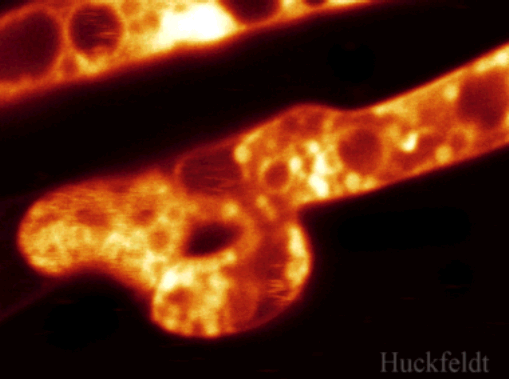 klicken um ein Bild zur&uuml;ck zu kommen