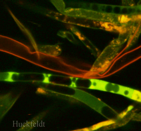 klicken um ein Bild zur&uuml;ck zu kommen