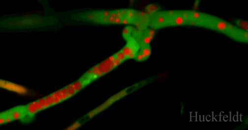 klicken um ein Bild zur&uuml;ck zu kommen