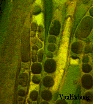 Mycelgeflecht des Hausschwammes