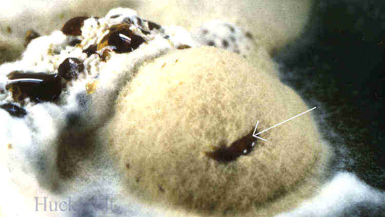 Donkioporia expansa in Kultur