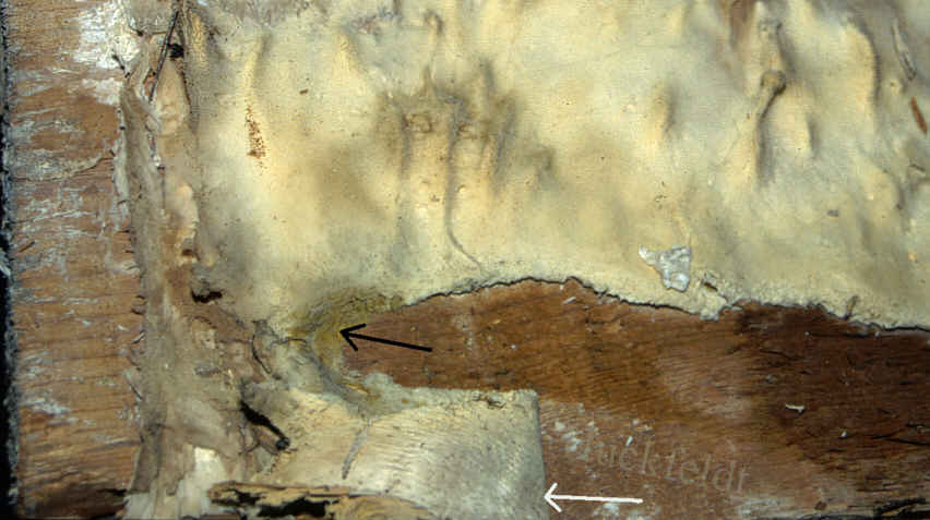 Oberfl&auml;chenmycel des Hausschwammes an einem Kiefernbrett