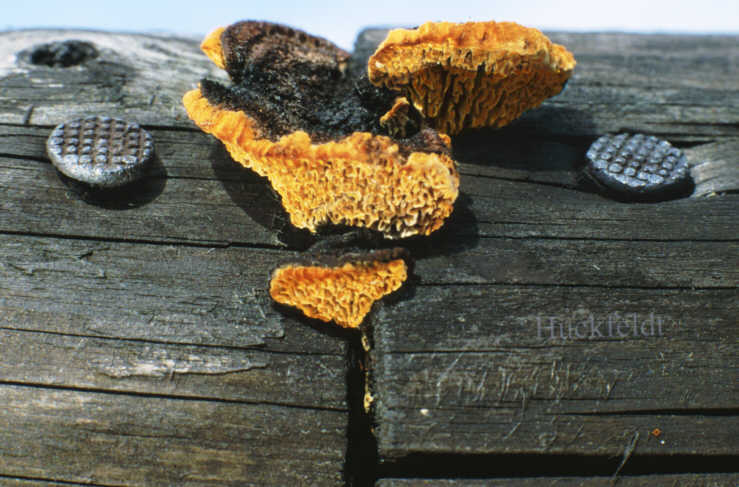 Fruchtkörper des Tannenblättlings an Kiefernholz