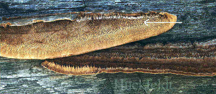 Balkenbl&auml;ttling an Kiefernholz