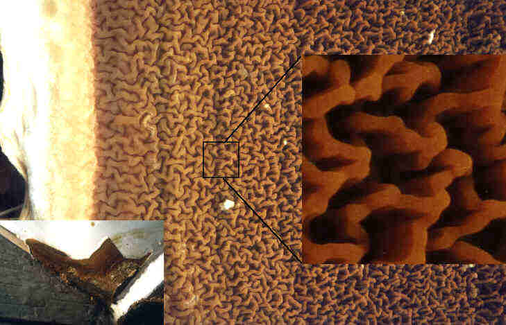 Hymenium des Echten Hausschwammes