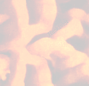 Bild eines Fruchtkörper vom Hausschwamm - Link zu den Informationen zum Hausschwamm