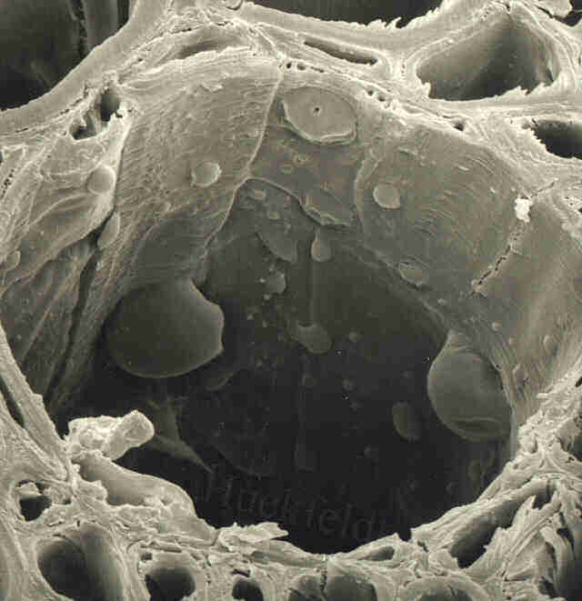 Raster-Elektronenmikroskop-Aufnahme (REM) einer Eichenkernholz-Probe