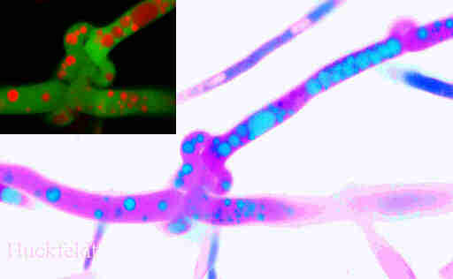 Verzweigung des Grundmycels