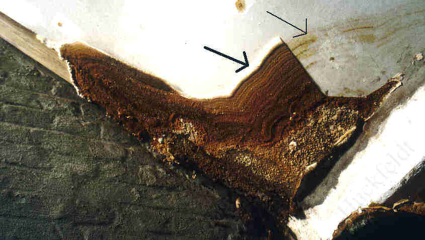 merulioider Fruchtk&ouml;rper des Hausschwamms