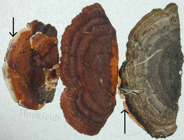 Oberseiten des Zaunbl&auml;ttling