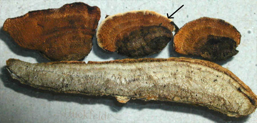 Oberseiten des Balkenbl&auml;ttling
