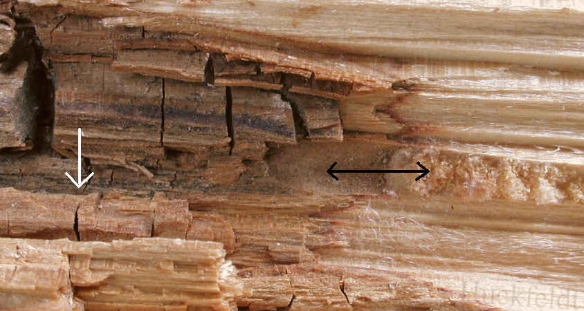 links Hausschwamm - rechts Hausporling