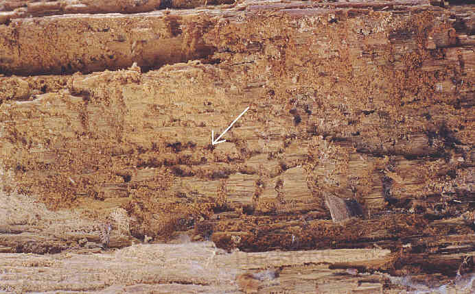 Intensive Braunf&auml;ule