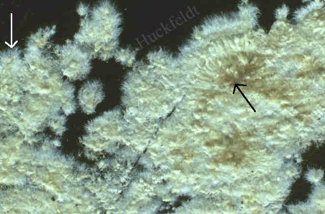 junger, warziger Fruchtk&ouml;rper des Kellerschwammes 