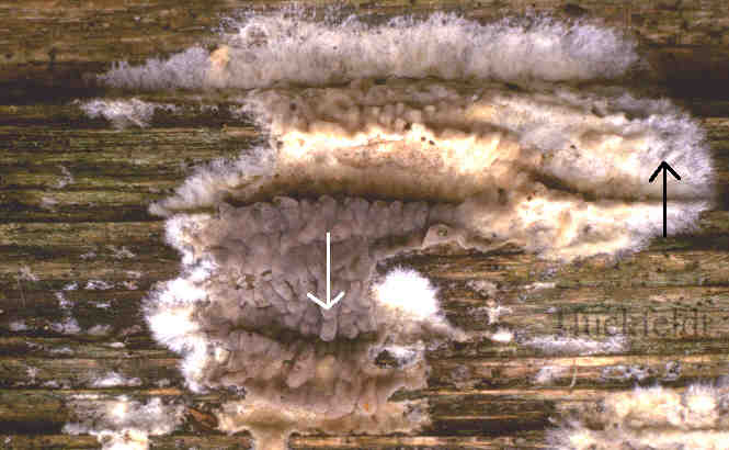 junger, warziger Fruchtk&ouml;rper des Kellerschwammes 