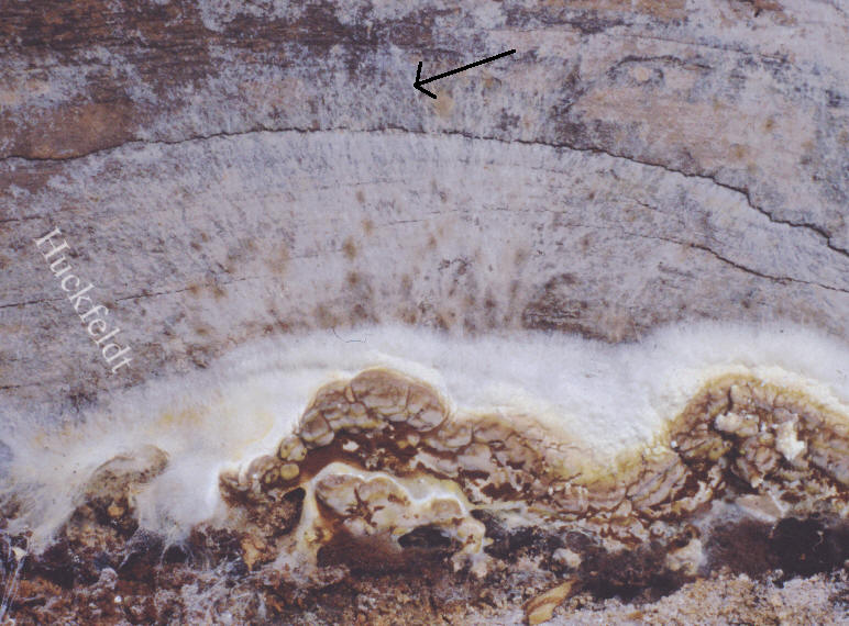 Zu sehen ist der Rand eines Fruchtk&ouml;rper des Kellerschwammes