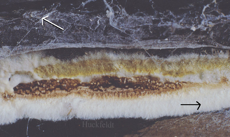 Langgestreckter Fruchtk&ouml;rper eines Kellerschwammes