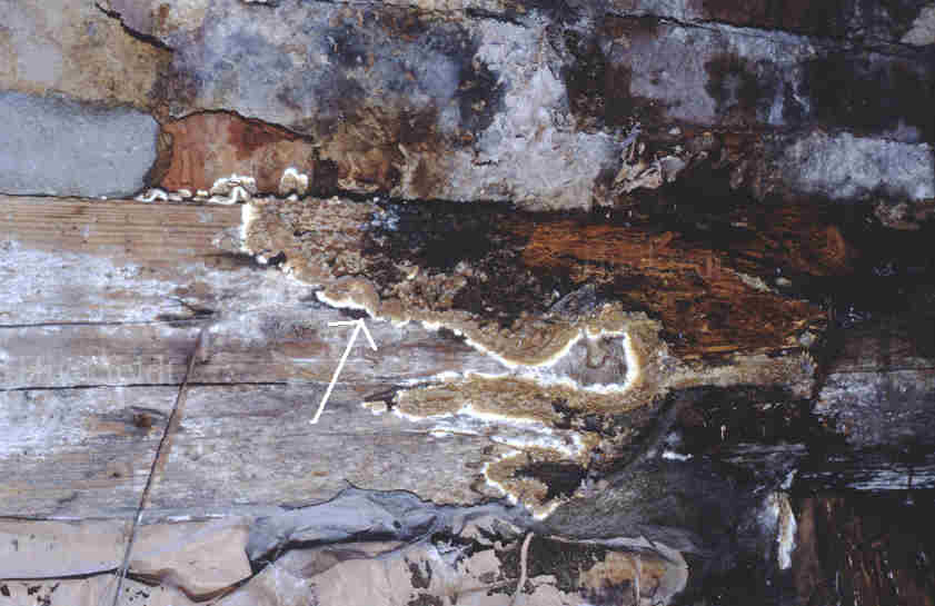 warzige Fruchtk&ouml;rper des Kellerschwammes 