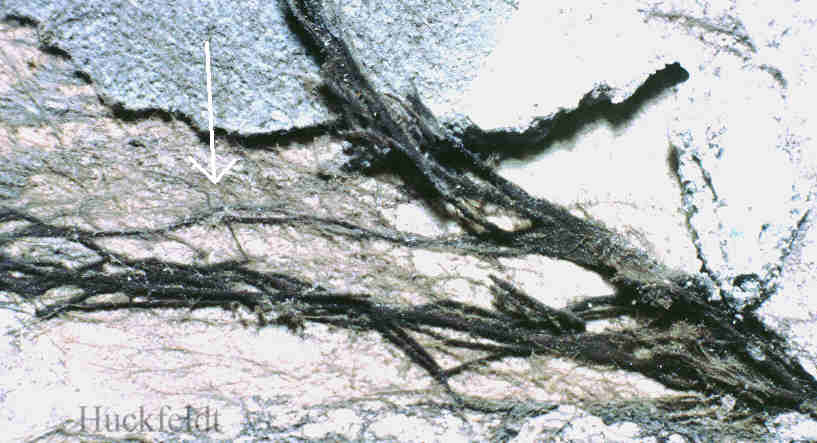 &auml;ltere Str&auml;nge des Kellerschwammes