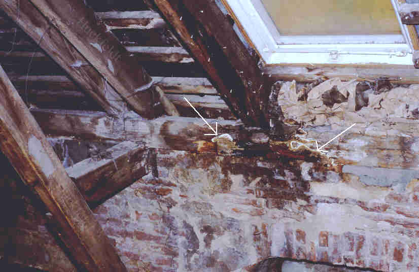 Wuchsort eines warzigen Fruchtk&ouml;rpers des Kellerschwammes