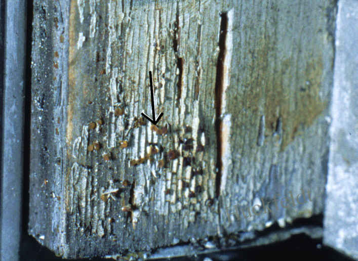 Schadensbild eines Befalls mit der Gallertt