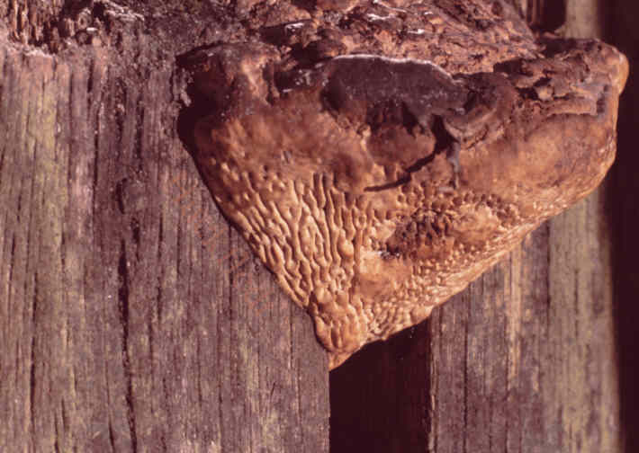 Fruchtk&ouml;rper des Eichenwirrling - wohl entwickelt