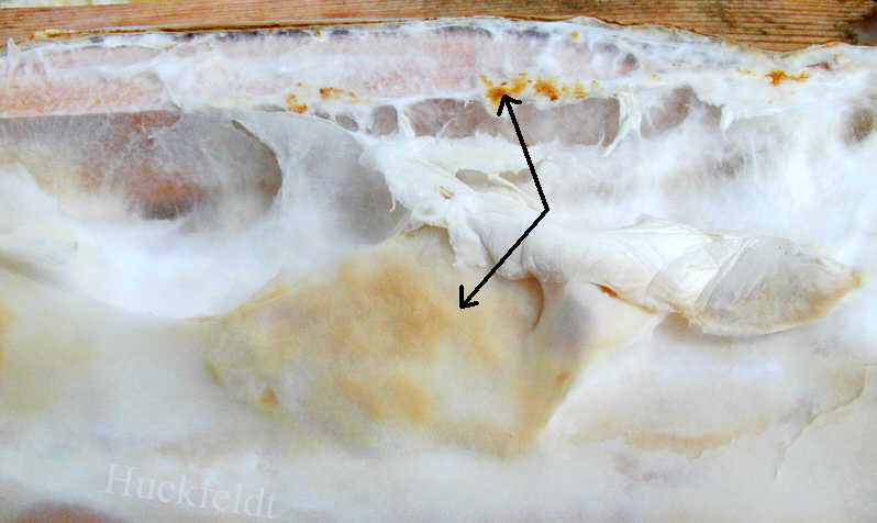 Oberf&auml;chenmycel des Ausgebreiteten Hausporlings