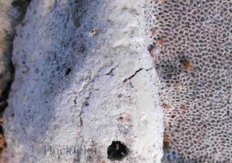 Fruchtk&ouml;rper vom Hausporlings Donkioporia expansa)