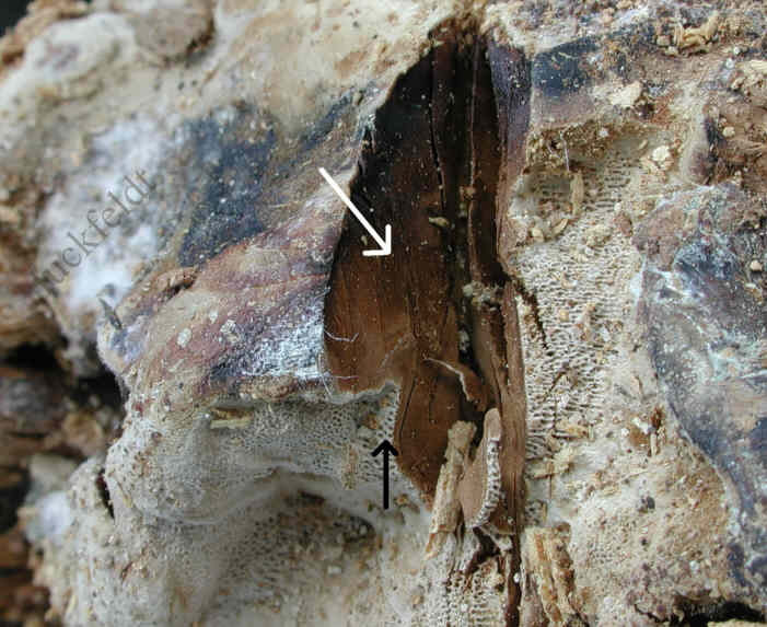 Fruchtk&ouml;rper des Hausporling an Fensterholz