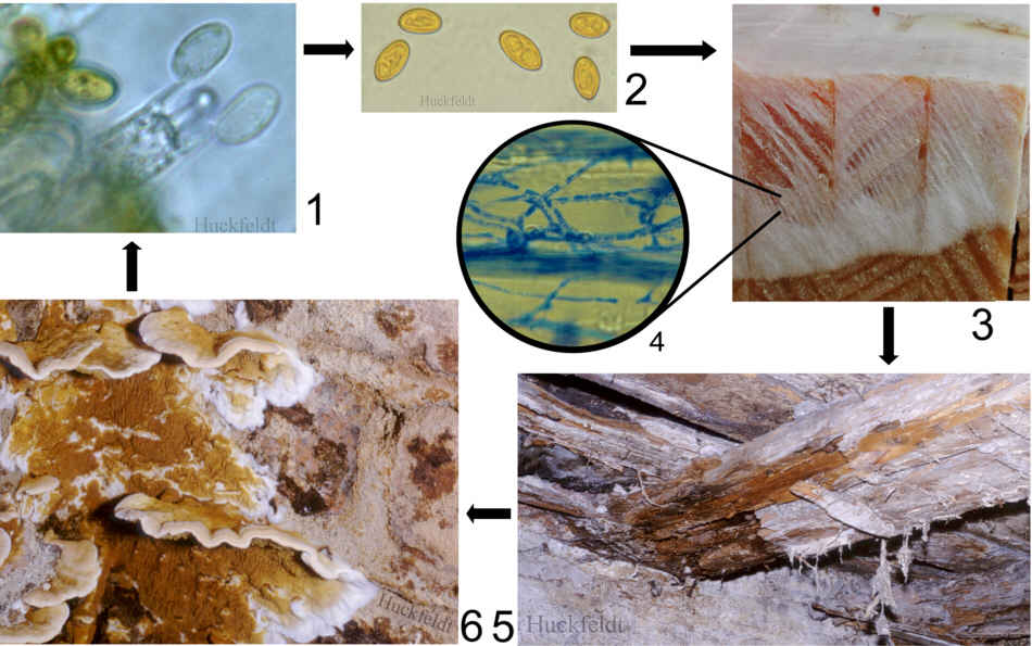 Entwicklungszyklus des Echten Hausschwammes