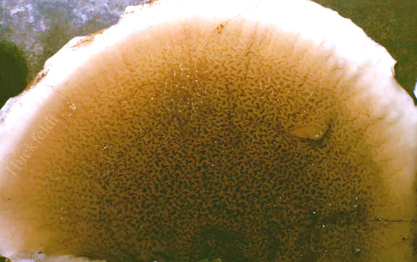 Hymenium oder Fruchtschicht des Echten Hausschwammes