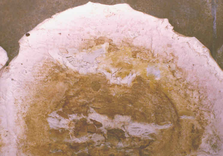 Hymenium oder Fruchtschicht des Echten Hausschwammes