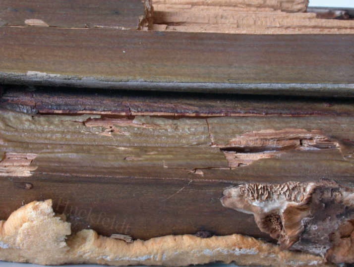 Braunf�ule an einer Fensterkantel