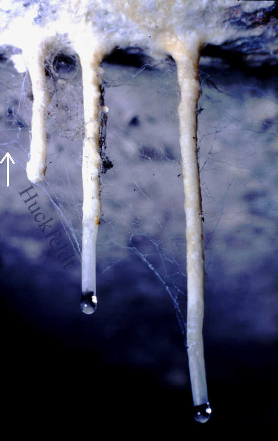 Spinnweben an Beton-Stalaktiten