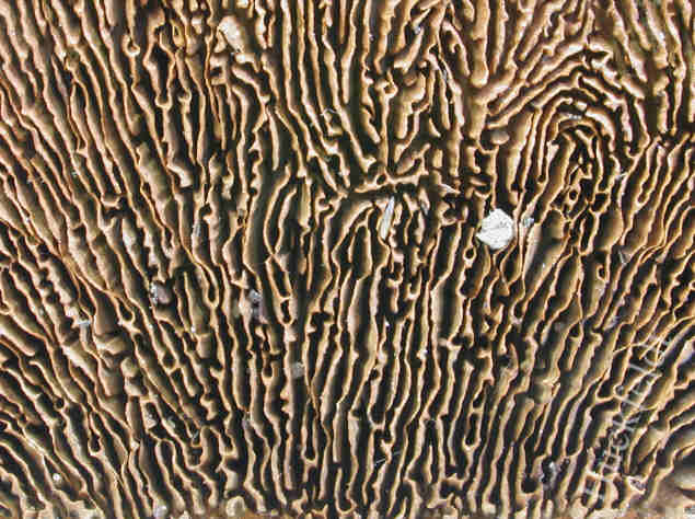 Zaunbl&auml;ttling an Kiefernholz