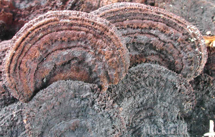 Zaunbl&auml;ttling an Kiefernholz