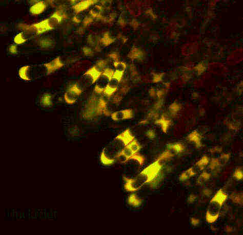 Hymenium im mikroskopischen Bild