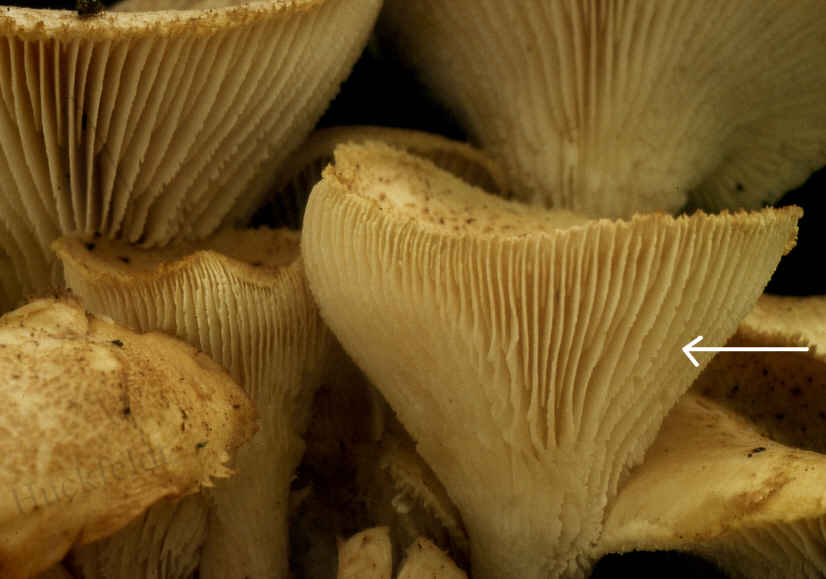 Fruchtk&ouml;rper des Schuppigen S&auml;gebl&auml;ttlings (Lentinus lepideus)