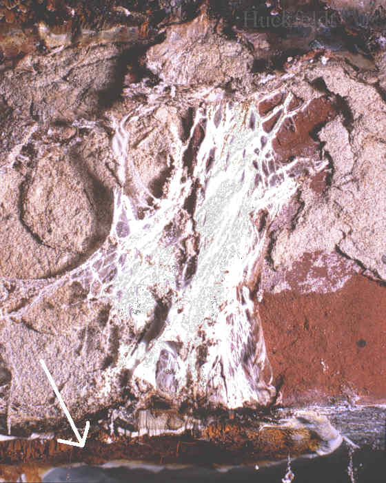 Fruchtkörper an einer Kellerdecke - Lufzmycel ist reich entwickelt.