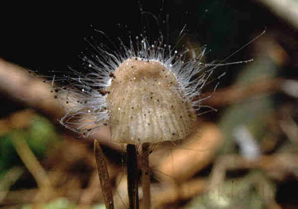 Schimmelpilze am Fruchtk&ouml;rper eines Helmlinges