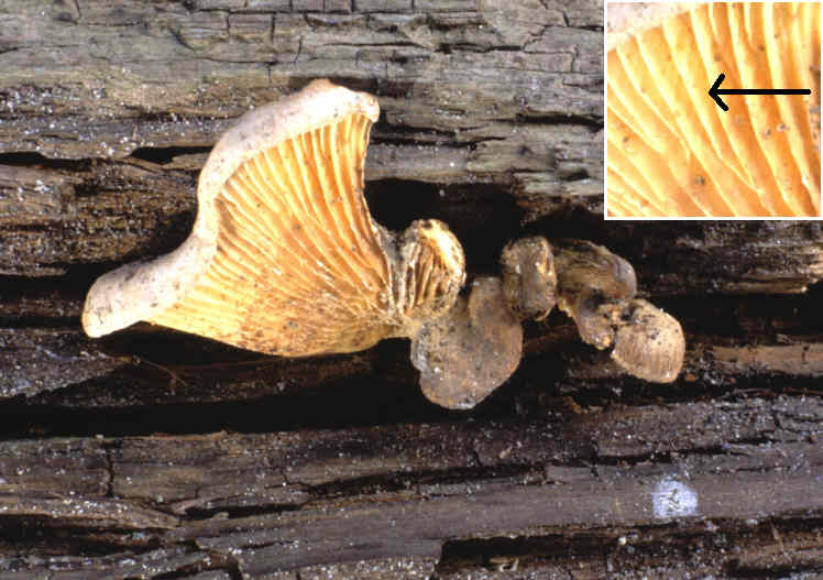 Fruchtk&ouml;rper des Muschel-Kremplings (Paxillus panuoides)
