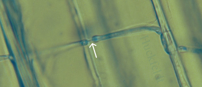 Substrathyphen des Echten Hausschwammes