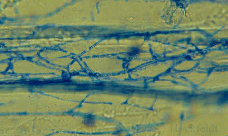 Mikroskopische Analyse einer Holzprobe