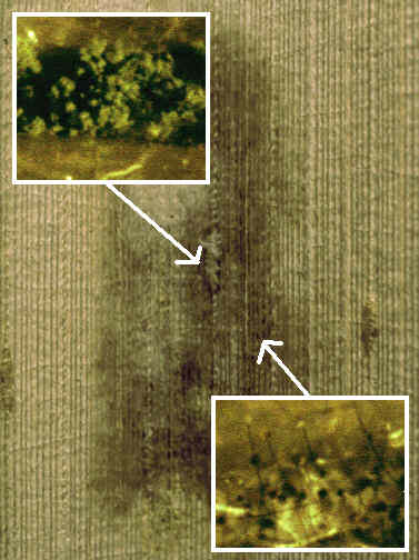 Schimmelpilze in Gebaeuden