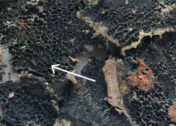 Fruchtkoerper des Echten Hausschwammes