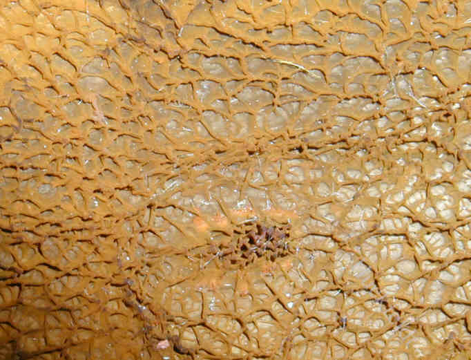 Aufsicht auf das Hymenium des Hausschwammes